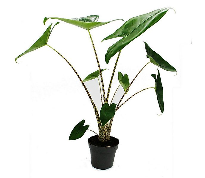 Exotenherz Zimmerpflanze Alocasia zebrina - Tiger-Pfeilblatt - 14cm Topf - günstig online kaufen