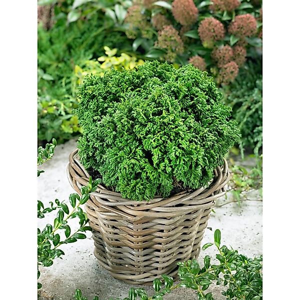 Chamaecyparis Pisifera Nana Zwerg-Scheinzypresse 15–20 cm günstig online kaufen