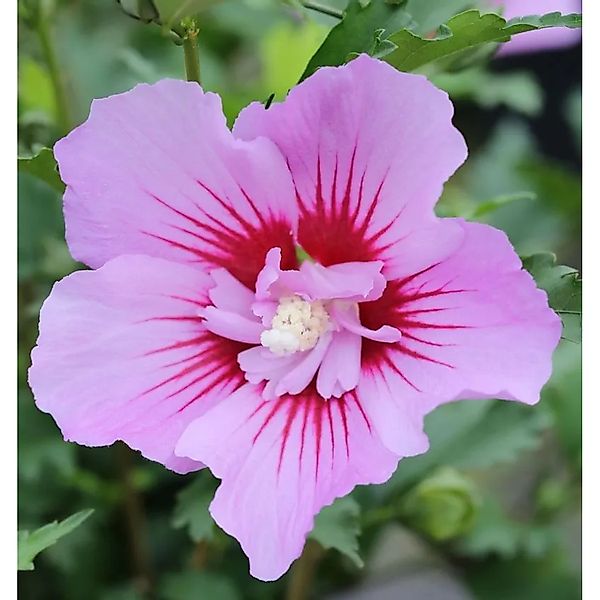 Garteneibisch Maike 30-40cm - Hibiscus syriacus günstig online kaufen