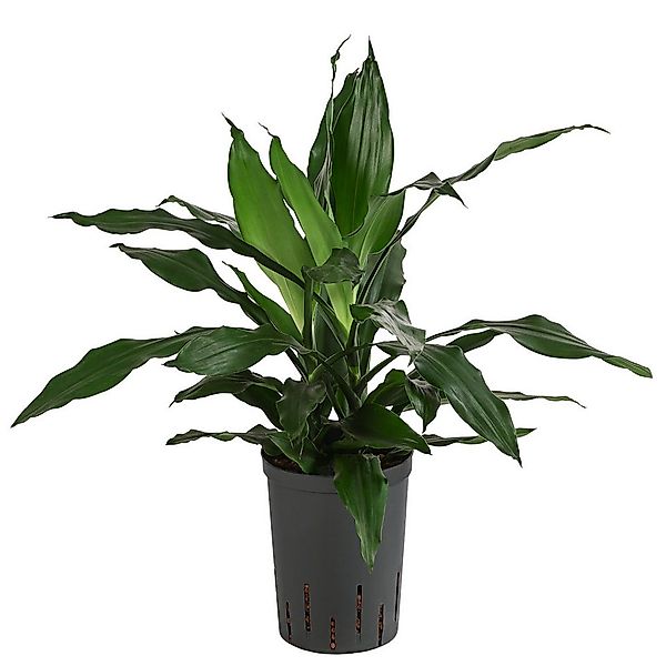 Dehner Zimmerpflanze Drachenbaum Dracaena, mit Wasserstandsanzeiger, wächst günstig online kaufen