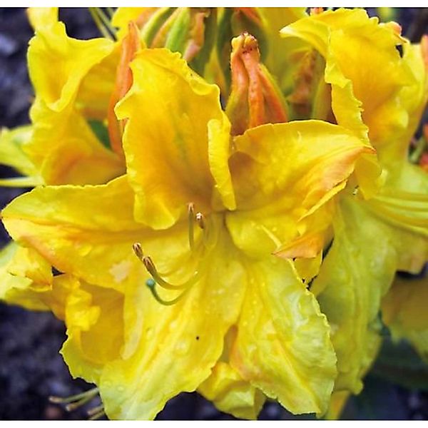 Azalee Goldstück 40-50cm - Rhododendron luteum - Alpenrose günstig online kaufen