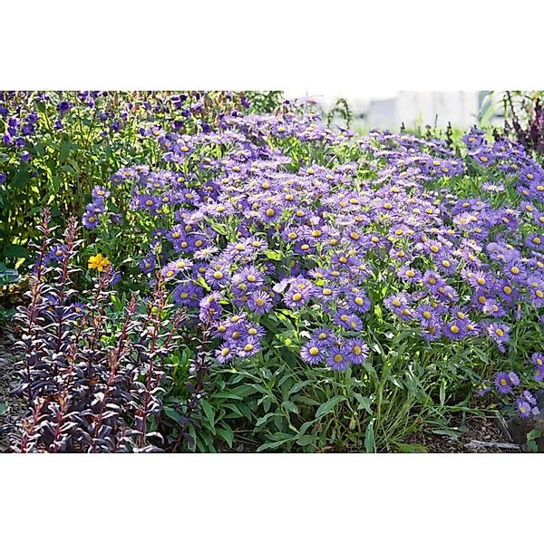 Aster X Frikartii Mönch Sommeraster Ca. 9x9 cm Topf günstig online kaufen