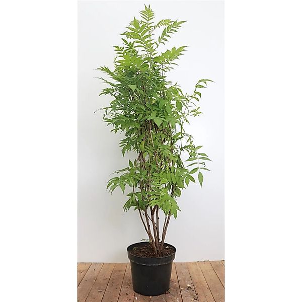 Sorbaria Sorbifolia Fiederspiere 125–150 cm Weiß Blühend günstig online kaufen