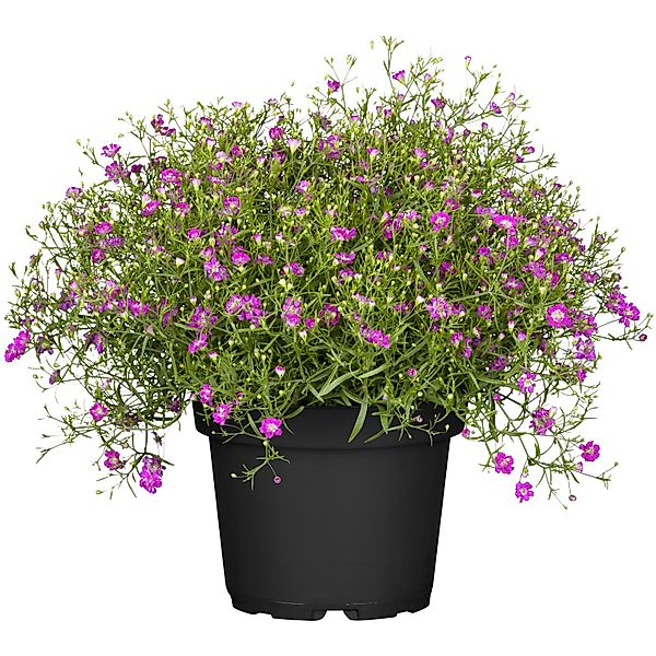 Mauer-Gipskraut Rosa Topf-Ø ca. 12 cm Gypsophila muralis günstig online kaufen