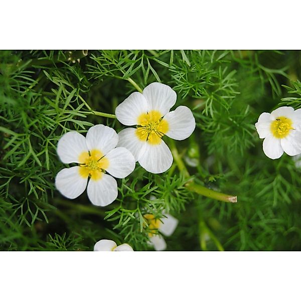 Ranunculus Aquatilis Wasserhahnenfuß Ca. 9x9 cm Topf günstig online kaufen