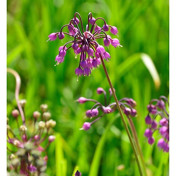 Zierlauch Hidcote - Allium cernuum günstig online kaufen