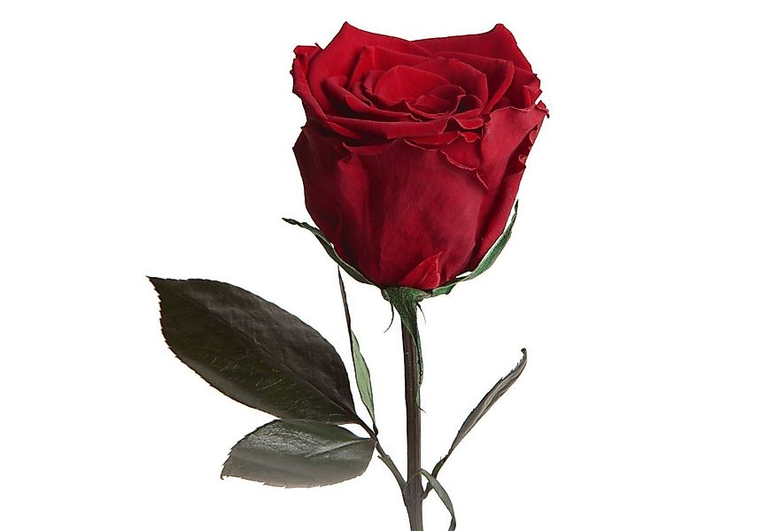 Kunstblume Ewige Rose konserviert mit Stiel echte haltbare Blume Rose, ROSE günstig online kaufen