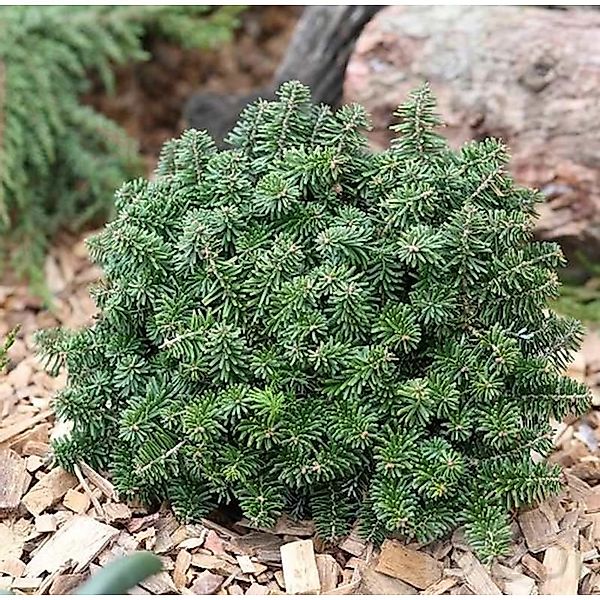 Zwerg Koreatanne Brillant 30-40cm - Abies koreana günstig online kaufen