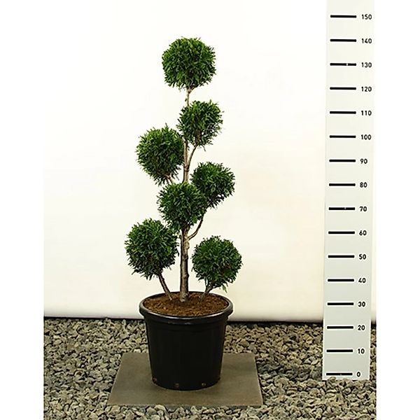 Pflanzen-Boering Thuja Martin Gartenbonsai Gesamthöhe 140-150 cm Winterhart günstig online kaufen