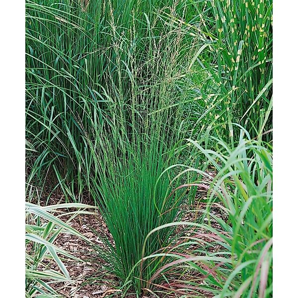 Molinia Caerulea Heidebraut Moorgras Ca. 9x9 cm Topf günstig online kaufen