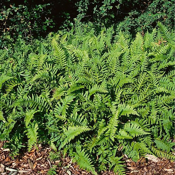 Polypodium Vulgare Tüpfelfarn Ca. 9x9 cm Topf günstig online kaufen