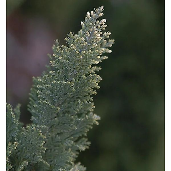 Scheinzypresse Snow White 20-30cm - Chamaecyparis,awsoniana günstig online kaufen