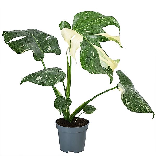 Dehner Zimmerpflanze Fensterblatt Monstera Thai Constellation, Monstera del günstig online kaufen