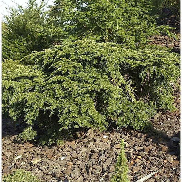 Kanadische Hemlocktanne Gracilis 40-60cm - Tsuga canadensis günstig online kaufen