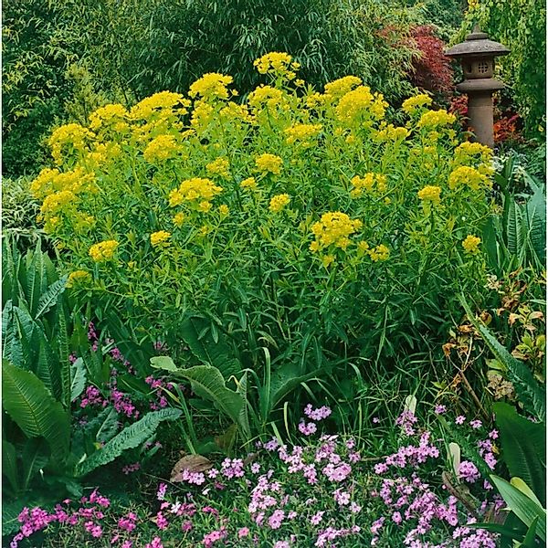 Euphorbia Palustris Walenburgs Glorie Sumpf Wolfsmilch Ca. 9x9 cm Topf günstig online kaufen