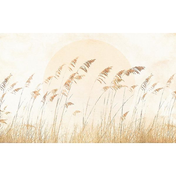 Komar Fototapete Dune Grass B/L: ca. 400x250 cm günstig online kaufen