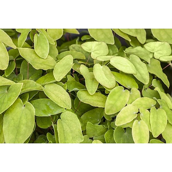 Epimedium X Rubrum Rotes Elfenblume Ca. 9x9 cm Topf günstig online kaufen