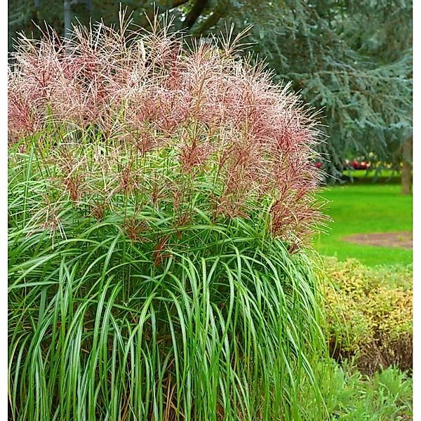 Chinaschilf Boucle - XXXL Topf - Miscanthus sinensis günstig online kaufen