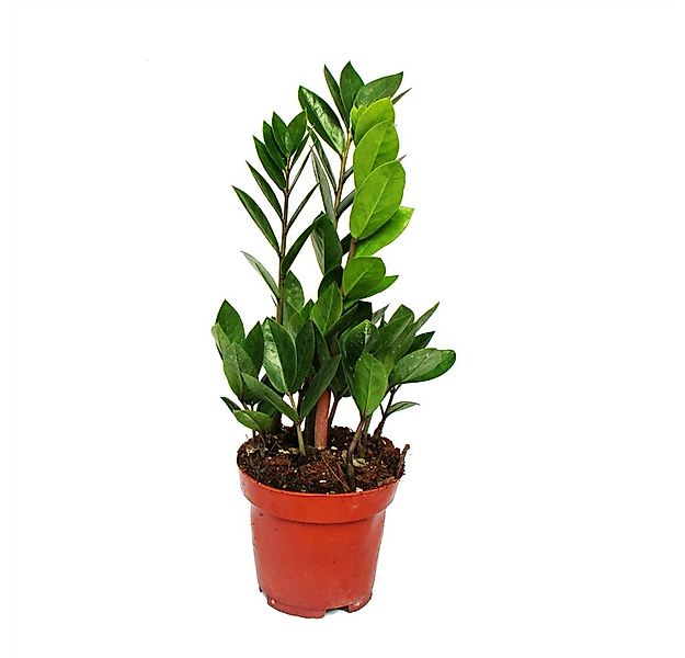 Exotenherz Zimmerpflanze Zamioculcas zamiifolia - Zamio Palme - Zamio Farn günstig online kaufen