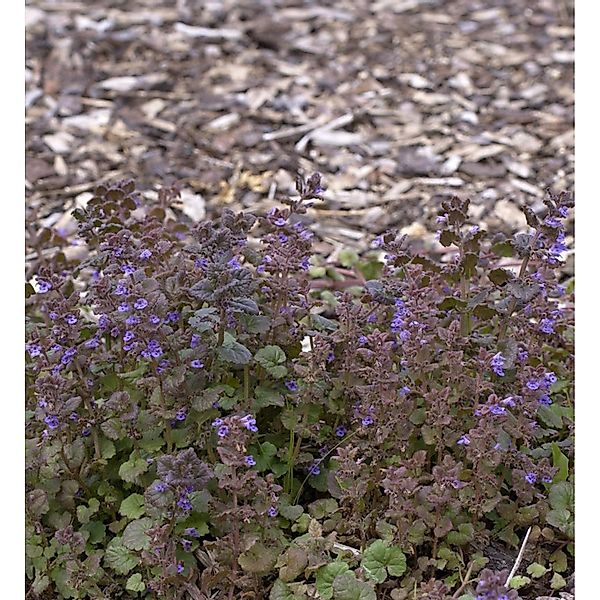 Gundelrebe - Glechoma hederacea günstig online kaufen