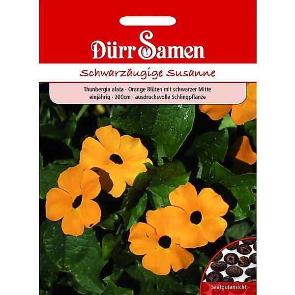 Dürr Samen Schwarzäugige Susanne Orange Mit Schwarzer Mitte Saatgut günstig online kaufen