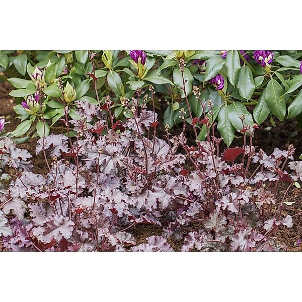 Heuchera Micrantha Stormy Seas Purpurglöckchen Ca. 11x11 cm Topf günstig online kaufen