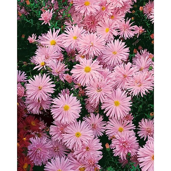 Aster Novi-belgii Rosaperle Glattblattaster Ca. 9x9 cm Topf günstig online kaufen