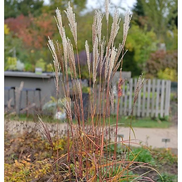 Chinaschilf Little Miss - XXXL Topf - Miscanthus sinensis günstig online kaufen