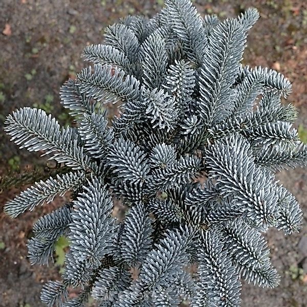 Blaue Edeltanne 25-30cm - Abies procera günstig online kaufen