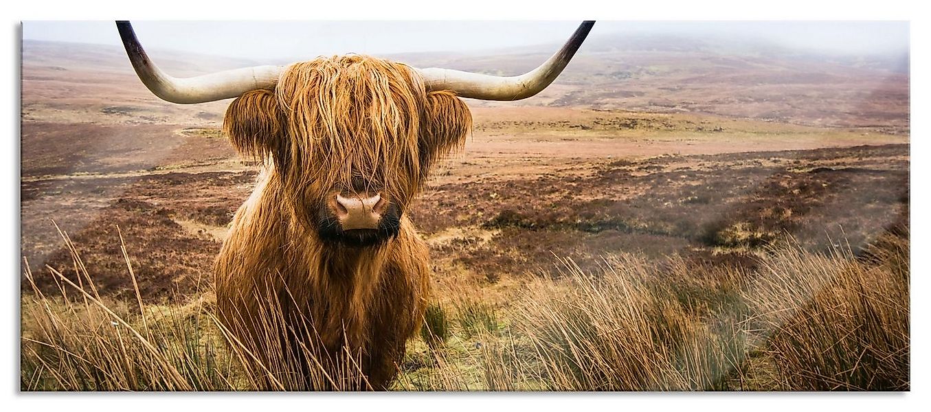 Pixxprint Glasbild Highland Rind mit großen Hörnern Steppe, Highland Rind m günstig online kaufen