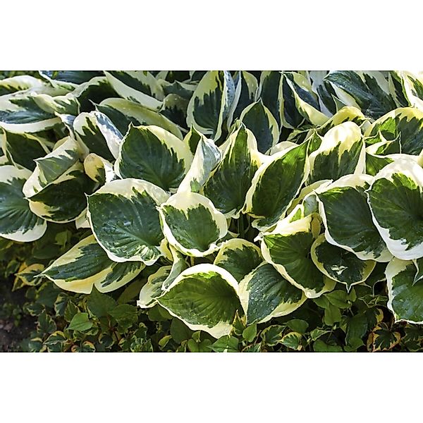 Hosta X Fortunei Stenantha Funkie Ca. 11x11 cm Topf günstig online kaufen