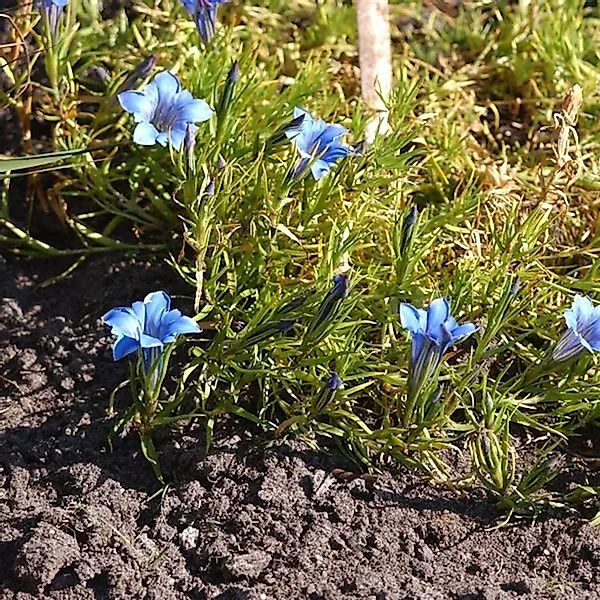 Herbstenzian - Gentiana sino ornata günstig online kaufen