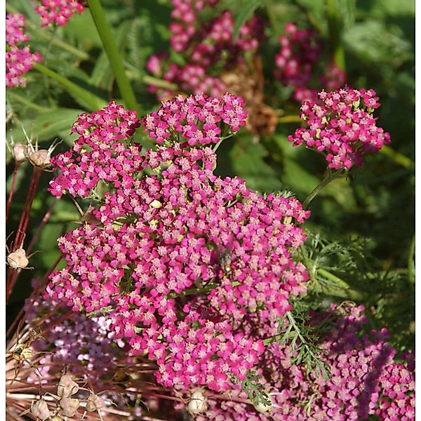 Schafgarbe Heidi - Achillea millefolium günstig online kaufen