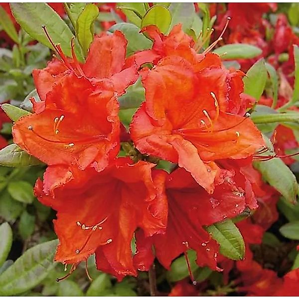 Azalee Feuerwerk 60-80cm - Rhododendron,uteum - Alpenrose günstig online kaufen