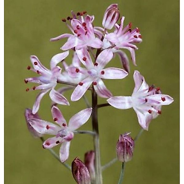 Herbst Blaustern - Scilla autumnalis günstig online kaufen