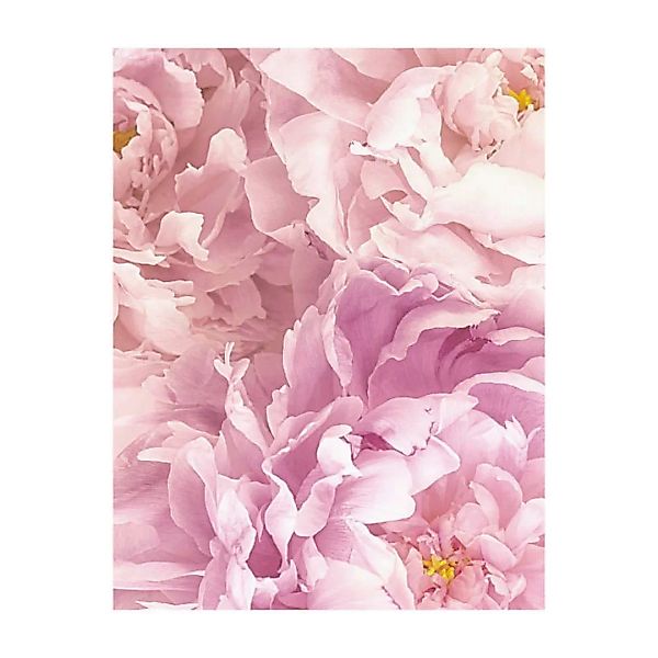 Komar Wandbild Soave Blume B/L: ca. 40x50 cm günstig online kaufen
