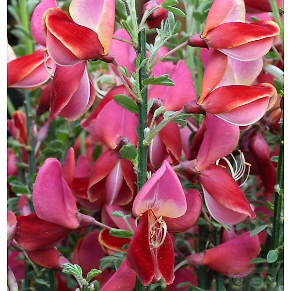 Besenginster Roter Favorit 60-80cm - Cytisus scoparius günstig online kaufen