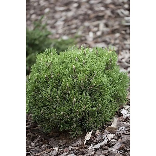 Pinus Uncinata Heideperle Berg-Kiefer Kompakt 25–30 cm günstig online kaufen