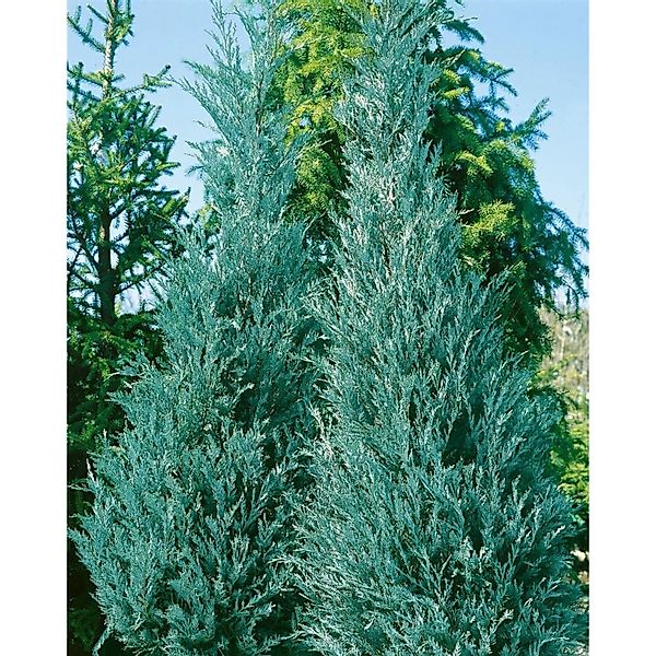 Juniperus Virginiana Burkii Virginischer Wacholder 100–125 cm günstig online kaufen