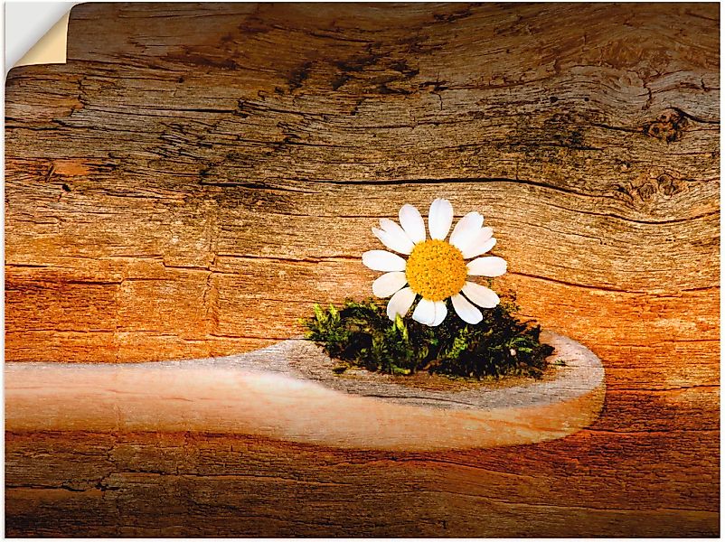 Artland Wandbild "Kamille", Blumen, (1 St.), als Leinwandbild, Wandaufklebe günstig online kaufen