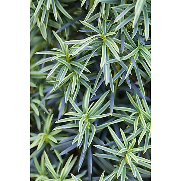Taxus Baccata Fastigiata Aureomarginata Gelbbunter Eibenbaum 100–120 cm günstig online kaufen