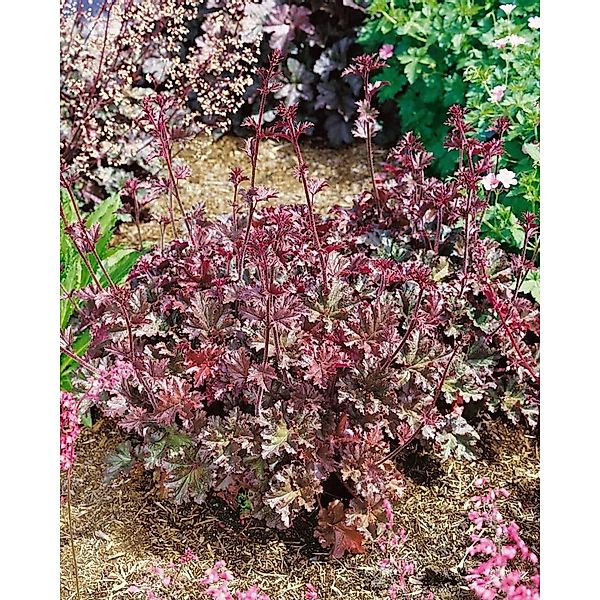Heuchera Micrantha Cappuccino Silberglöckchen Ca. 11x11 cm Topf günstig online kaufen