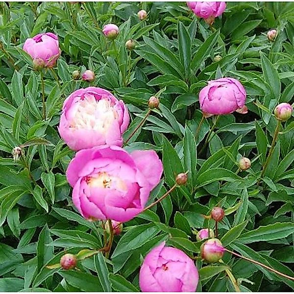 Edelpfingstrose Bowl of Beauty - Paeonia,actiflora günstig online kaufen
