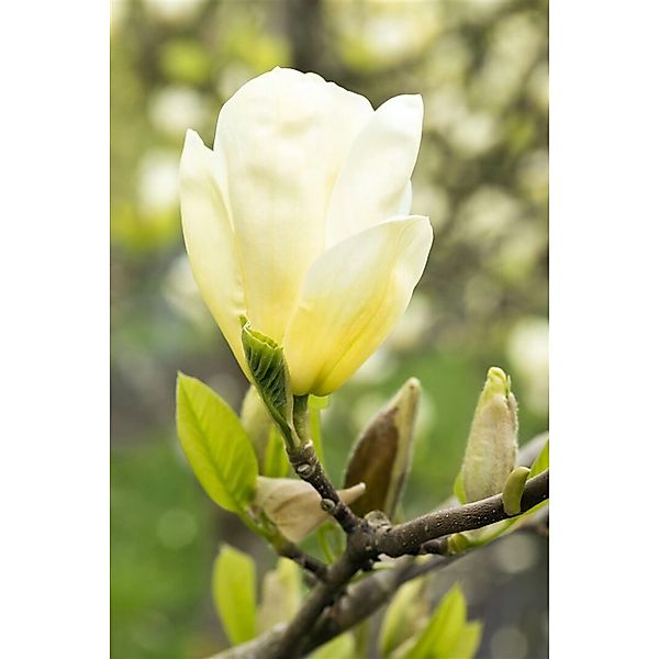 Magnolia 'Yellow Joy' Magnolie 100-125 cm günstig online kaufen
