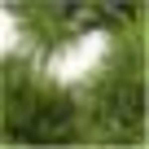 Creativ green Kunstbonsai "Bonsai Kiefer" günstig online kaufen