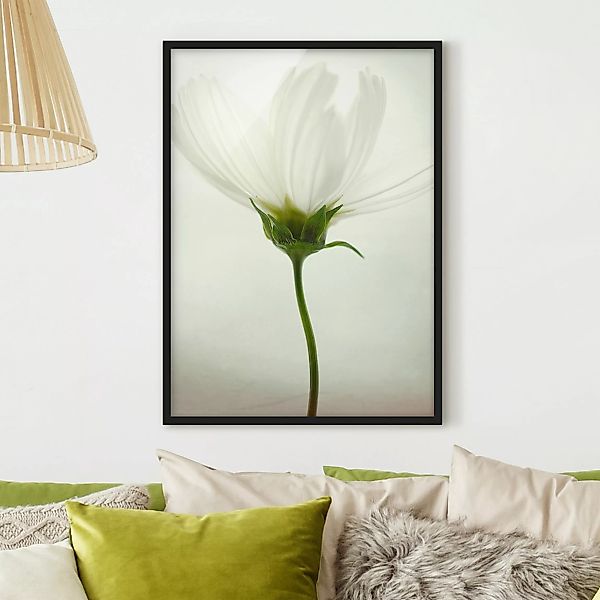 Bild mit Rahmen Blumen - Hochformat Weiße Cosmea günstig online kaufen