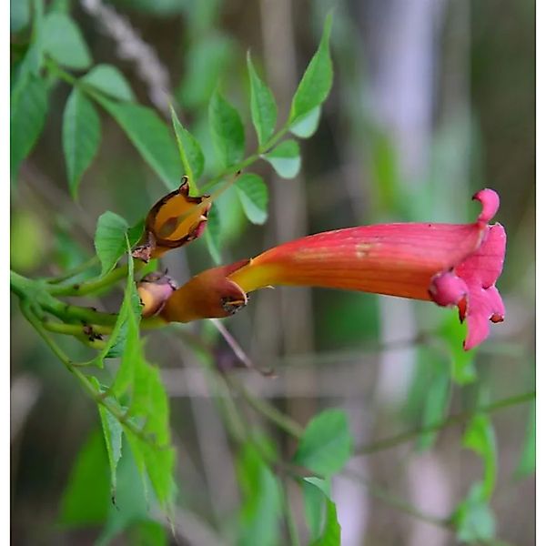 Amerikanische Trompetenblume 125-150cm - Campsis radicans günstig online kaufen