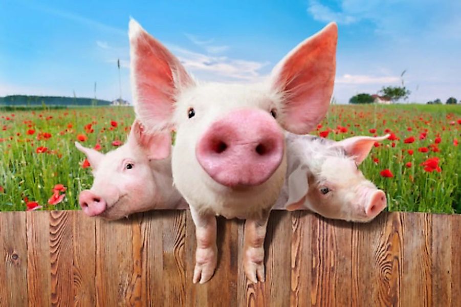 Papermoon Fototapete »Schweine in Blumenwiese« günstig online kaufen