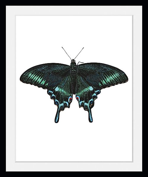 queence Bild "Lana", Schmetterlinge-Kunst-Insekten, (1 St.), HD Premium Pos günstig online kaufen