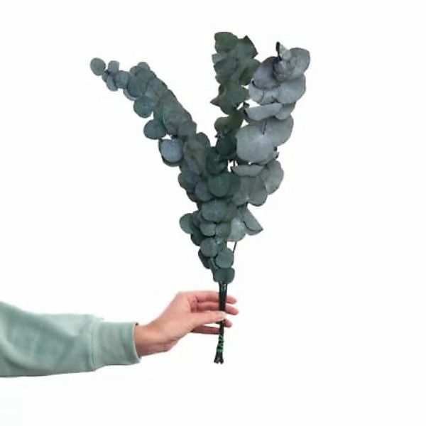 FLOWER MARKET 2x Trockenblumen Eukalyptus Länge 60cm günstig online kaufen